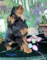 Reggie, a male Cavalier King Charles Spaniel for sale in Sacramento, CA – Photo 3 of 4