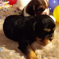 Reggie, a male Cavalier King Charles Spaniel for sale in Sacramento, CA – Photo 1 of 5