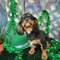 Reggie, a male Cavalier King Charles Spaniel for sale in Sacramento, CA – Photo 4 of 4