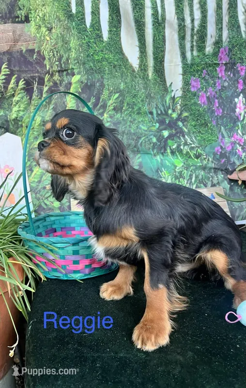 Reggie – Cavalier King Charles Spaniel puppy for sale in Sacramento, CA