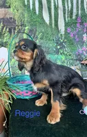 Reggie, a male Cavalier King Charles Spaniel for sale in Sacramento, CA – Photo 1 of 4