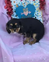 Reggie, a male Cavalier King Charles Spaniel for sale in Sacramento, CA – Photo 4 of 5