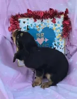 Reggie, a male Cavalier King Charles Spaniel for sale in Sacramento, CA – Photo 3 of 5