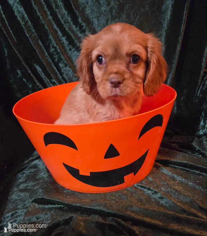 Bunny – Cavalier King Charles Spaniel puppy for sale in Sacramento, CA