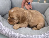 Bunny, a female Cavalier King Charles Spaniel for sale in Sacramento, CA – 3 of 3