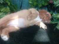 Tammy, a female Cavalier King Charles Spaniel for sale in Sacramento, CA – 2 of 5