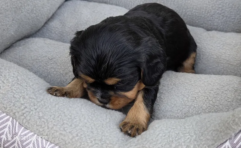 Billy – Cavalier King Charles Spaniel puppy for sale in Sacramento, CA