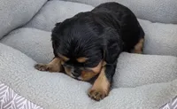 Billy, a male Cavalier King Charles Spaniel for sale in Sacramento, CA – 1 of 2