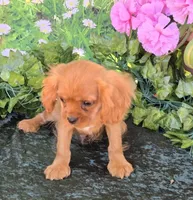 Sonny, a male Cavalier King Charles Spaniel for sale in Sacramento, CA – 2 of 2