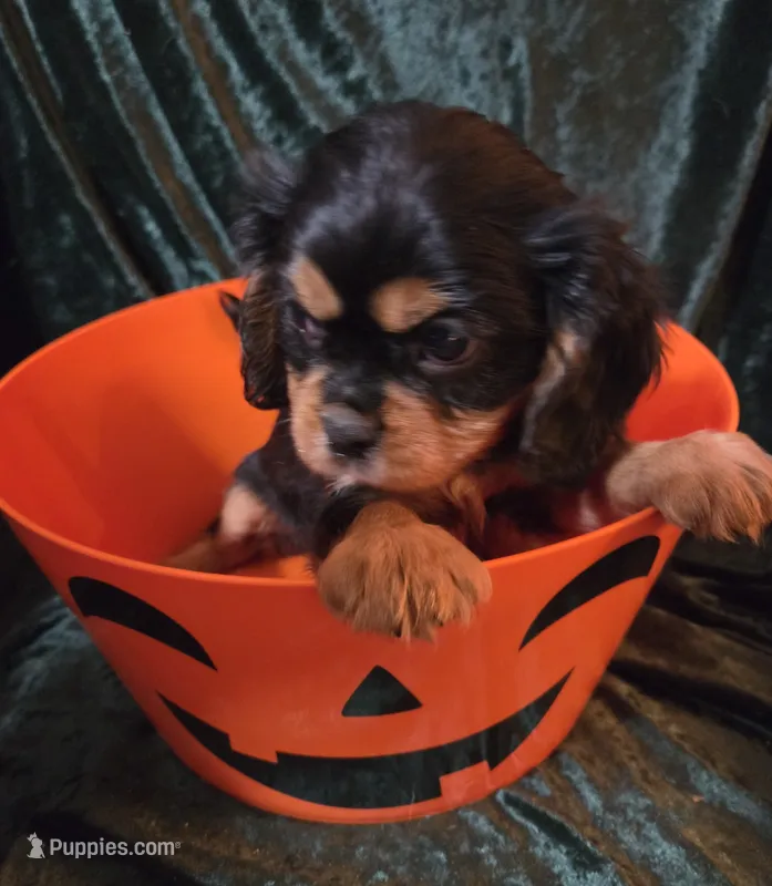 Billy – Cavalier King Charles Spaniel puppy for sale in Sacramento, CA