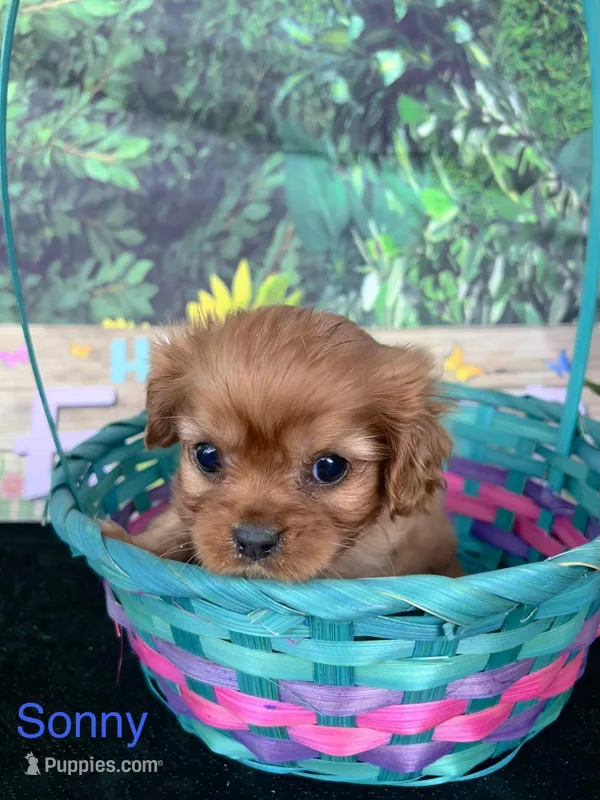 Sonny – Cavalier King Charles Spaniel puppy for sale in Sacramento, CA