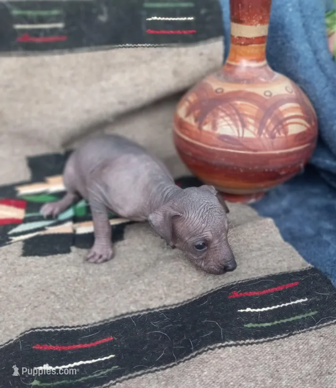 Tochtli, a male Xoloitzcuintli for sale in Sacramento, CA – 1 of 3