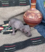 Tochtli, a male Xoloitzcuintli for sale in Sacramento, CA – 1 of 3