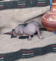 Tochtli, a male Xoloitzcuintli for sale in Sacramento, CA – 3 of 3