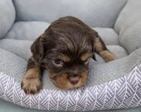 Bailey, a male Cavalier King Charles Spaniel for sale in Sacramento, CA – 1 of 3