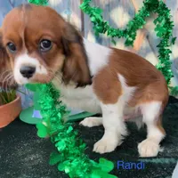 Randi, a male Cavalier King Charles Spaniel for sale in Sacramento, CA – Photo 2 of 7