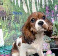 Randy, a male Cavalier King Charles Spaniel for sale in Sacramento, CA – Photo 1 of 2
