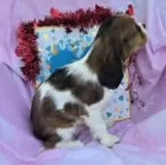 Randi, a male Cavalier King Charles Spaniel for sale in Sacramento, CA – Photo 7 of 7