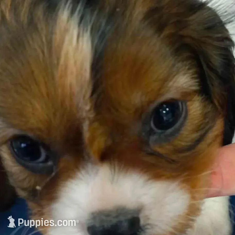 Randi, a male Cavalier King Charles Spaniel for sale in Sacramento, CA – Photo 6 of 7