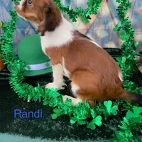 Randi, a male Cavalier King Charles Spaniel for sale in Sacramento, CA – Photo 1 of 7