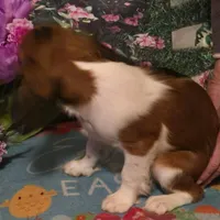 Randi, a male Cavalier King Charles Spaniel for sale in Sacramento, CA – Photo 5 of 7