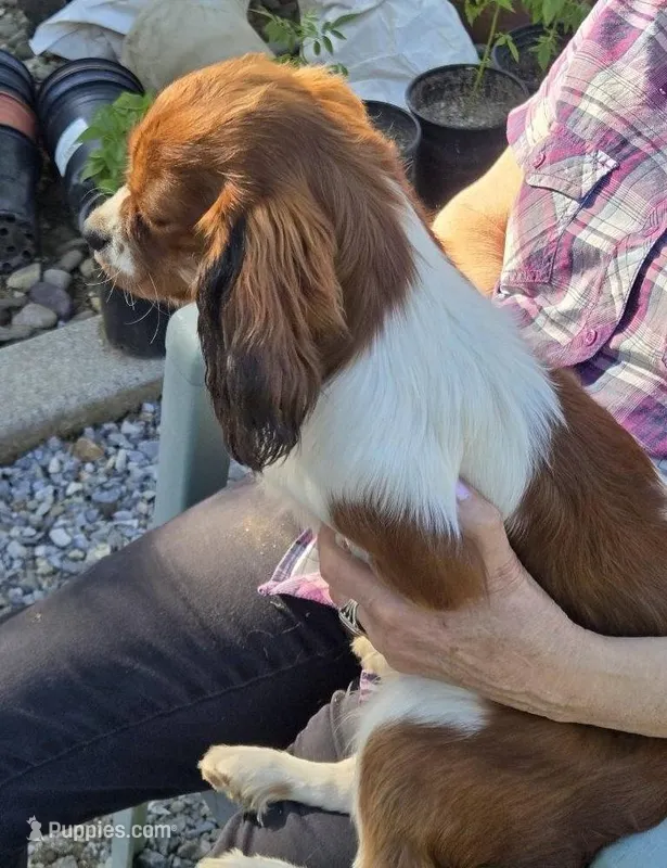 Randy – Cavalier King Charles Spaniel puppy for sale in Sacramento, CA