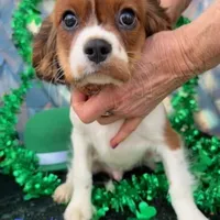 Randi, a male Cavalier King Charles Spaniel for sale in Sacramento, CA – Photo 3 of 7