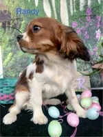 Randy, a male Cavalier King Charles Spaniel for sale in Sacramento, CA – Photo 2 of 2
