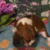 Randi, a male Cavalier King Charles Spaniel for sale in Sacramento, CA – Photo 4 of 7