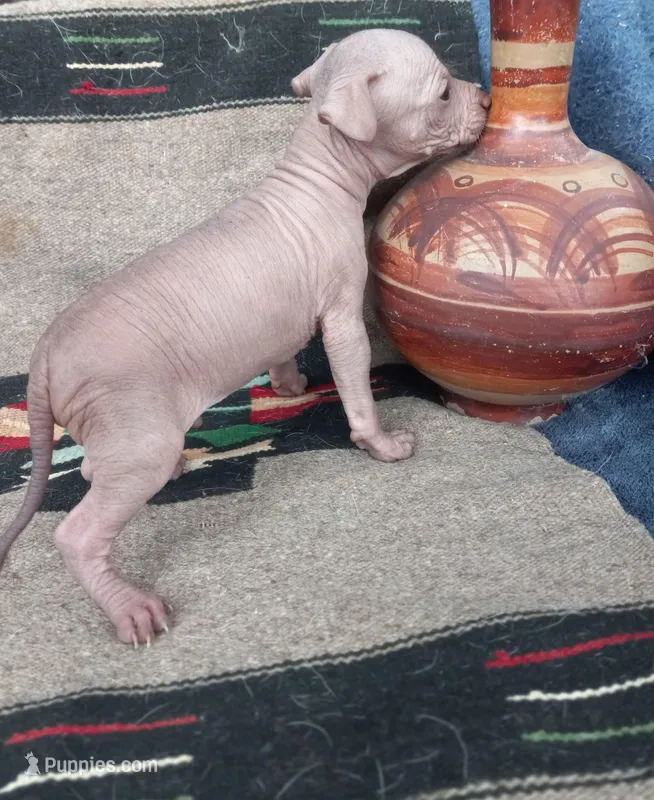 Tico, a male Xoloitzcuintli for sale in Sacramento, CA – 1 of 3