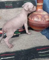 Tico, a male Xoloitzcuintli for sale in Sacramento, CA – 1 of 3