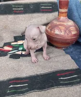 Tico, a male Xoloitzcuintli for sale in Sacramento, CA – 2 of 3