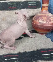 Tico, a male Xoloitzcuintli for sale in Sacramento, CA – 3 of 3
