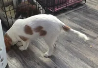Angel, a female Cavalier King Charles Spaniel for sale in Sacramento, CA – 3 of 3