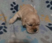 Jack, a male Cocker Spaniel for sale in Sacramento, CA – 2 of 3