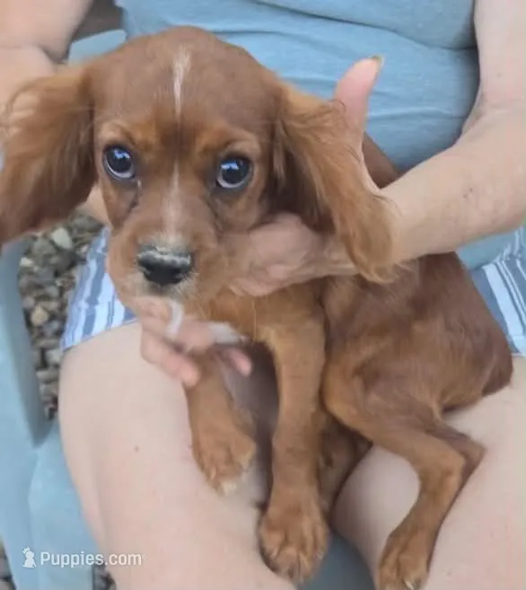 Sassy – Cavalier King Charles Spaniel puppy for sale in Sacramento, CA