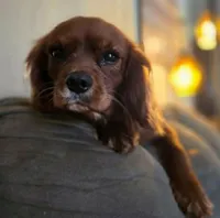 Roy, a male Cavalier King Charles Spaniel for sale in Sacramento, CA – Photo 3 of 3