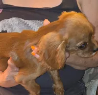 Roy, a male Cavalier King Charles Spaniel for sale in Sacramento, CA – Photo 2 of 3