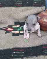 Tlaloc, a male Xoloitzcuintli for sale in Sacramento, CA – 2 of 3