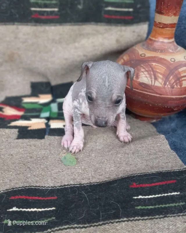 Tlaloc – Xoloitzcuintli puppy for sale in Sacramento, CA