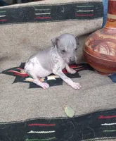 Tlaloc, a male Xoloitzcuintli for sale in Sacramento, CA – 3 of 3