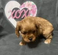 processed/7a2b9a10-a314-49bf-b5b1-1d141b03f198/listing/aa3cf26e-a513-46bc-8299-2286dda9e982/8deeb71e-6f1d-44a3-b31e-ed18e60e3a67