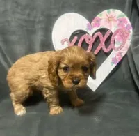 processed/7a2b9a10-a314-49bf-b5b1-1d141b03f198/listing/aa3cf26e-a513-46bc-8299-2286dda9e982/f1cdf821-50bd-4094-af6a-ef8fea8e64dd