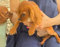 Sonny, a male Cavalier King Charles Spaniel for sale in Sacramento, CA – 3 of 4