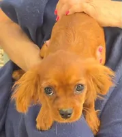 Sonny, a male Cavalier King Charles Spaniel for sale in Sacramento, CA – 1 of 4