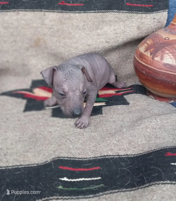 Chili – Xoloitzcuintli puppy for sale in Sacramento, CA