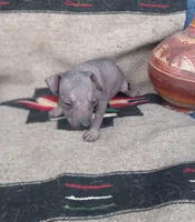 Chili, a female Xoloitzcuintli for sale in Sacramento, CA – 1 of 2