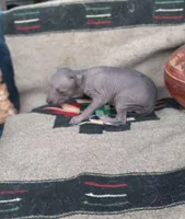 Chili, a female Xoloitzcuintli for sale in Sacramento, CA – 2 of 2