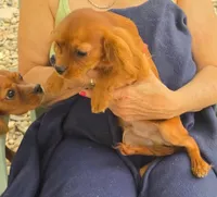 Sonny, a male Cavalier King Charles Spaniel for sale in Sacramento, CA – 2 of 4