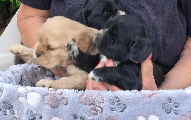 Jenny, a female Cocker Spaniel for sale in Sacramento, CA – Photo 1 of 2